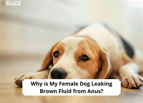 why is my dog leaking fluid|6 Reasons Why Your Female Dog Is Leaking Clear Odorless Fluid